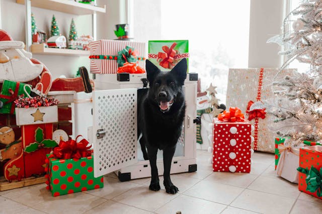 homesite-4756200webappsstoinvacanzaitpublicwp-contentuploads2024125-regali-di-Natale-perfetti-per-i-nostri-amici-a-quattro-zampe.jpg